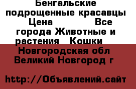 Бенгальские подрощенные красавцы. › Цена ­ 20 000 - Все города Животные и растения » Кошки   . Новгородская обл.,Великий Новгород г.